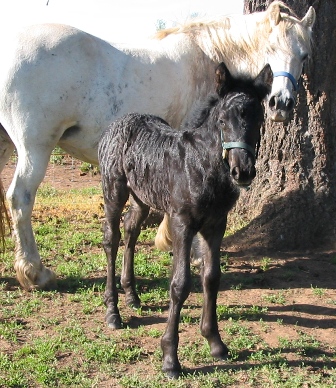 Catori at 7 days old